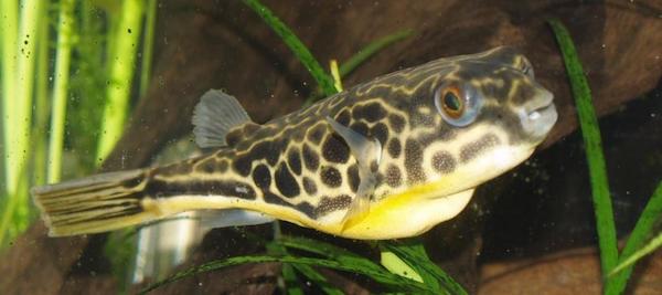 Juvenile Mbu pufferfish