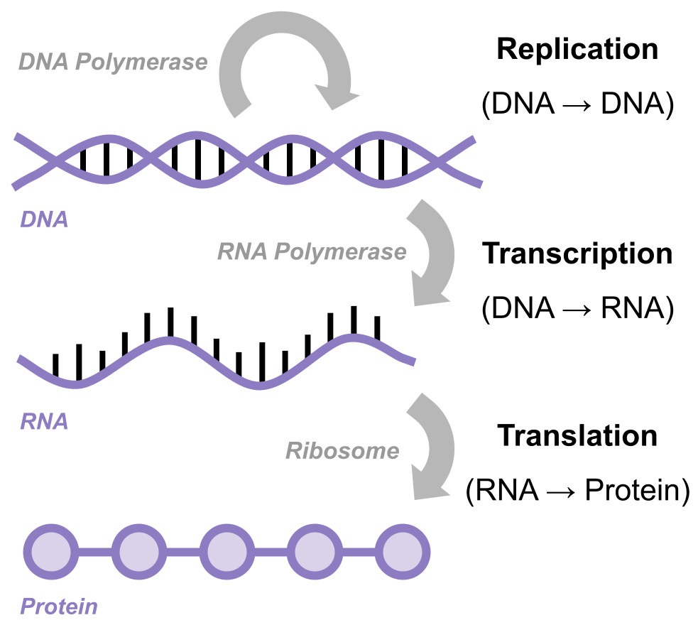 Transcription and DNA-Protein Binding - Biological Modeling