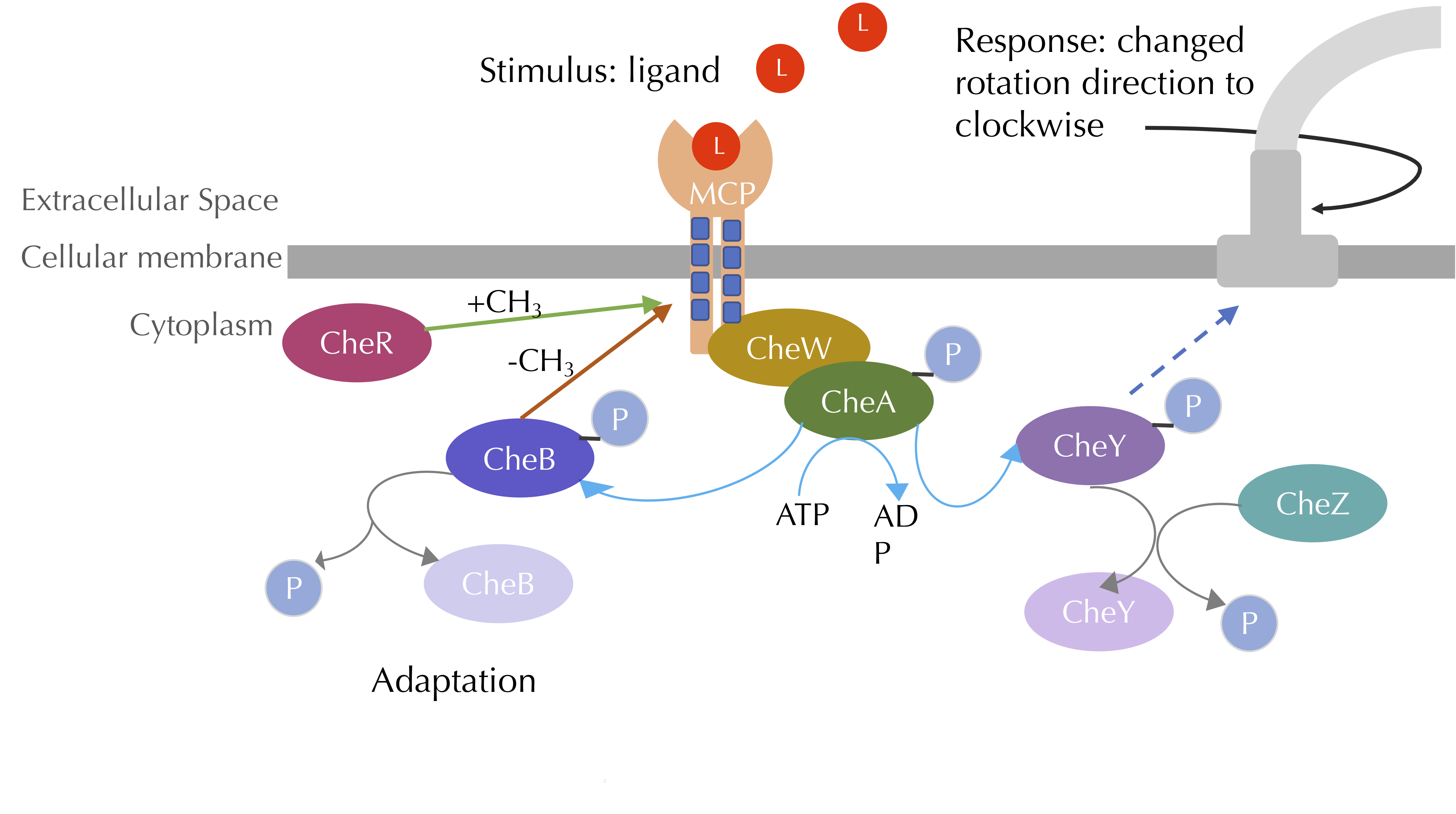 software-tutorial-modeling-bacterial-adaptation-to-changing-attractant